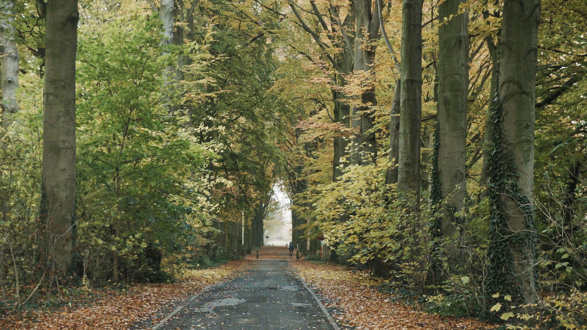 Vraag 5: Wanneer mag je volgens het Agentschap Natuur & Bos een dreef (niet) kappen ?