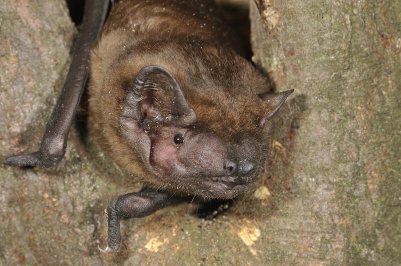 Rosse Vleermuis in boomholte van een oude beuk