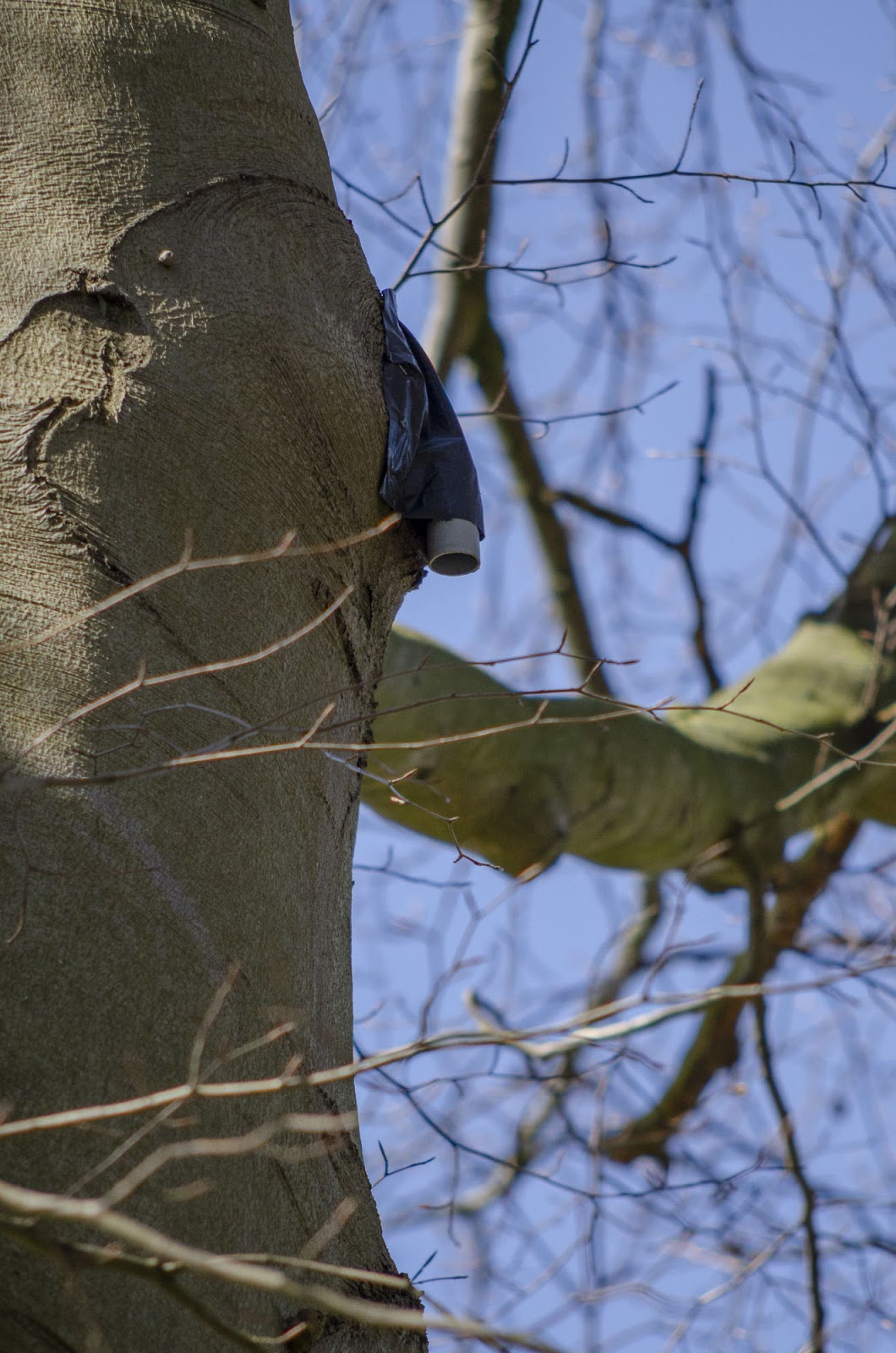 Vleermuisexclusie aangebracht aan een voor vleermuizen geschikte boomholte in de Dreef in de Holleweg, Boechout