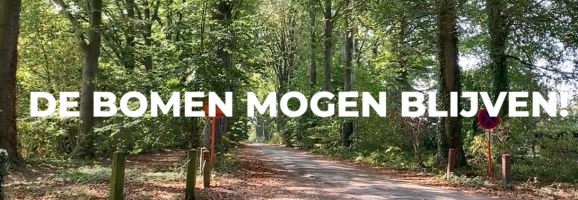 Het is gelukt! De bomen van de Dreef mogen blijven!