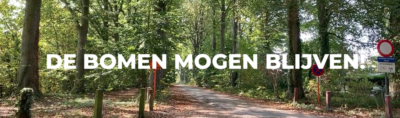 Het is gelukt! De bomen van de Dreef mogen blijven!